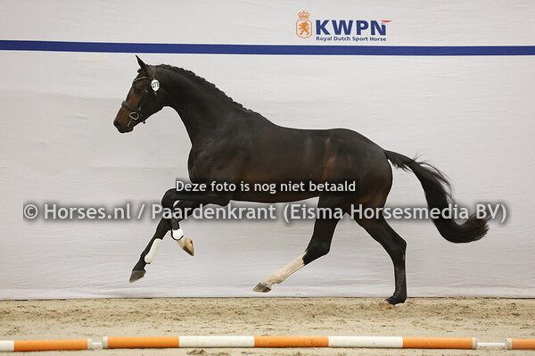 478 (Odysseus P x Apache)