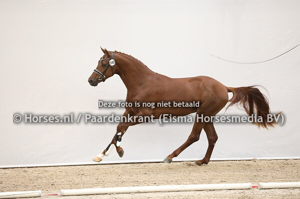 342 Desperado x Furst Piccolo