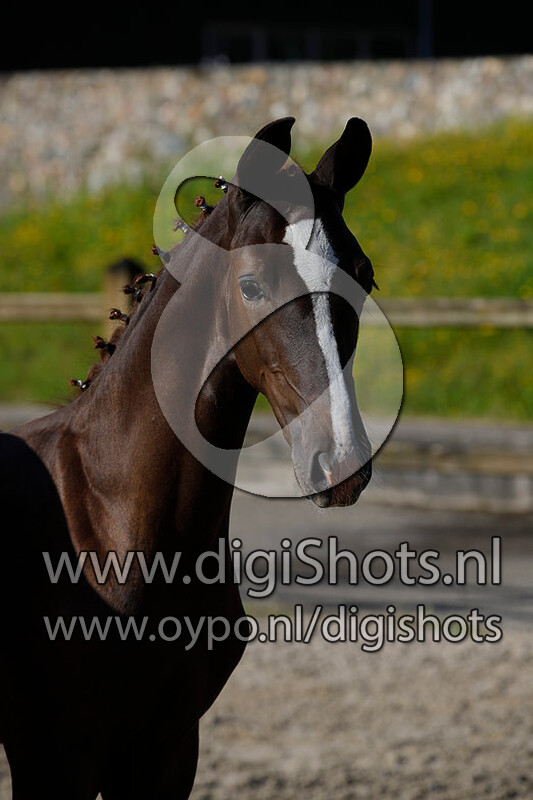 Dolcetto v. De Niro Gold