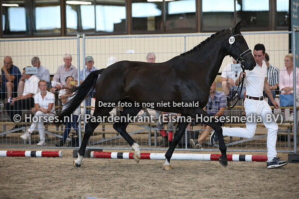 117 Kamilleke (Jazz x Milleke v Havidoff)