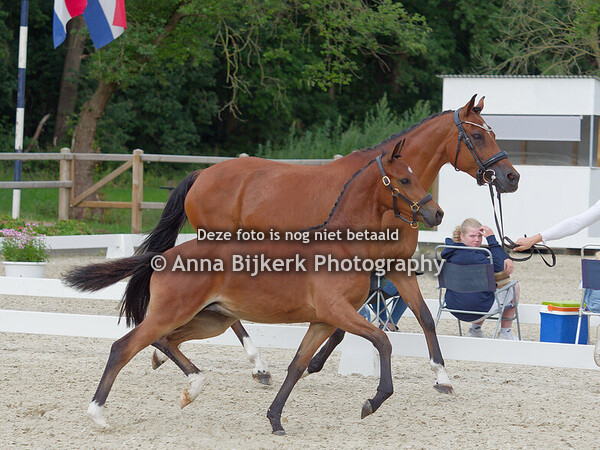 Regionale keuring, Afdeling Zuid, 05-07-2025