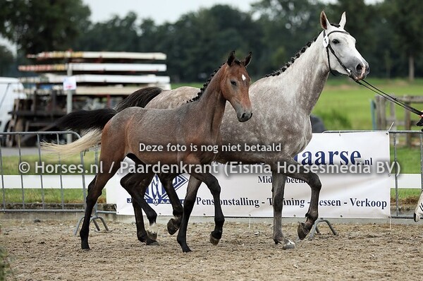 7 Olivia van de Eenhoorn (Comthago x Karamba van de Eenhoorn v. Quickfuer)