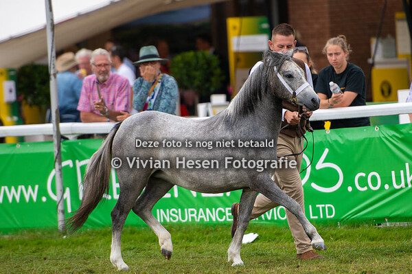 Section A Yearling Colts