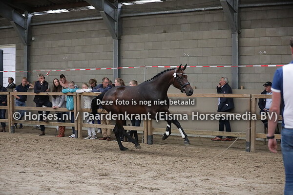 39 Milarijke (Revolution x Idorijke v. Connaisseur)