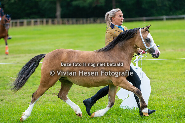 Internationale Spring Show Welsh Belgium