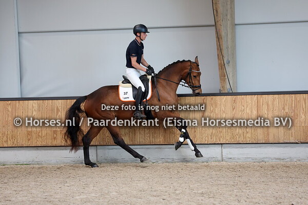 37 Springfield Wolf (Mc Laren x Florencio)