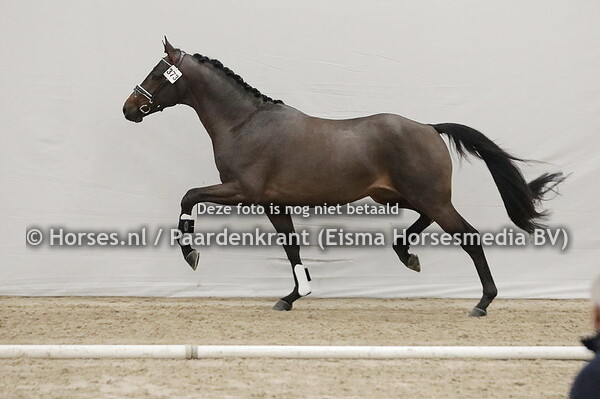 373 Otis (Fontaine TN x Emarilla v. Jazz)