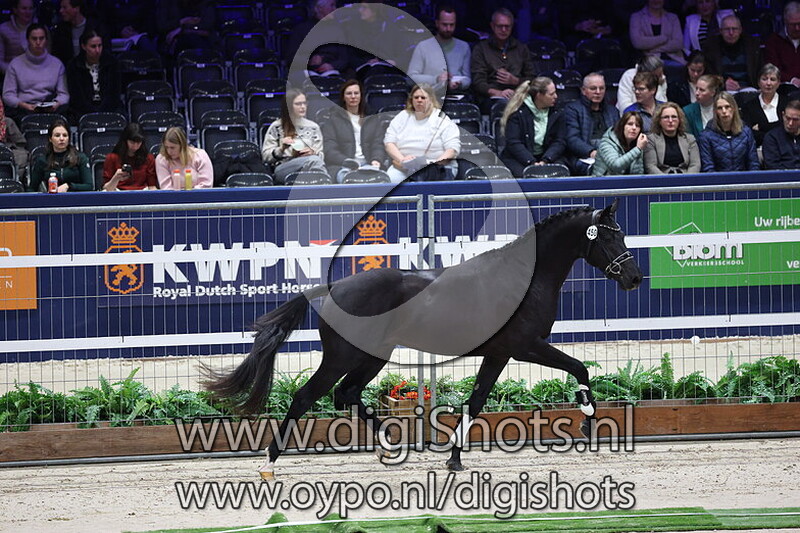 Street Art v. Mowgli V.O.D