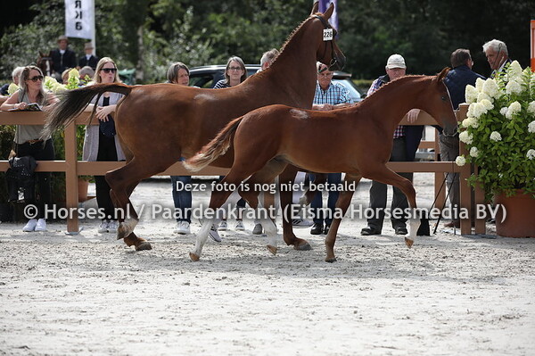 226 Olaf Rona (Vitens x Joanna Rona v. Alexandro P)