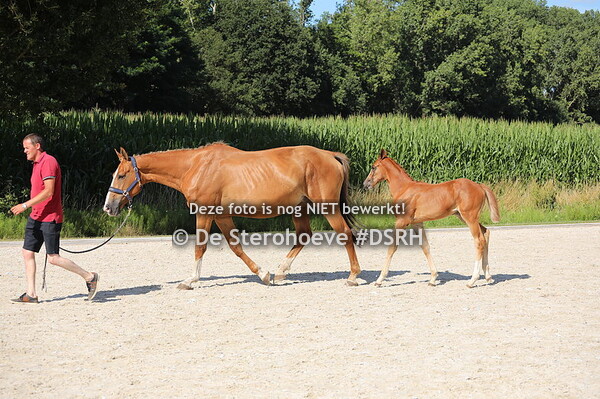 15. Vrouwelijke springveulens