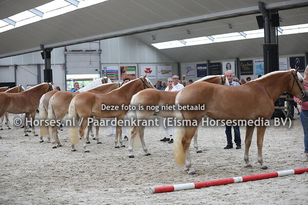 190803 Haflingers CK Vragender 2019