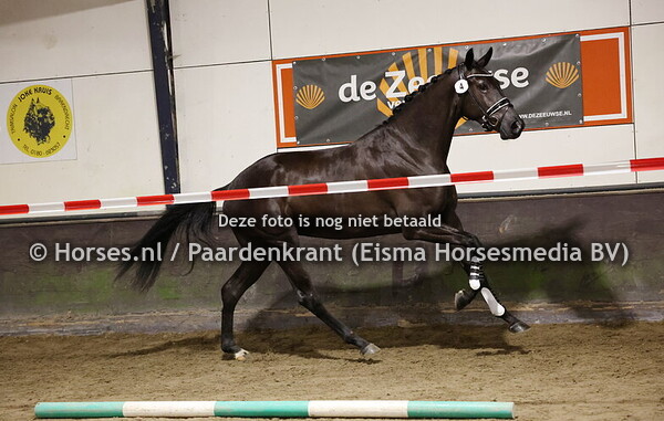 4 Rayana (Don Olymbrio xGoya v. Uphill)