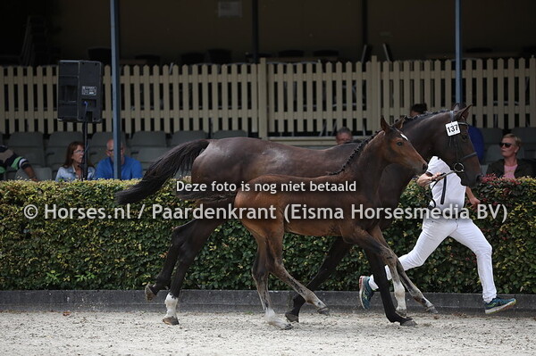 137 OMG (Illusion x Dacamorka v. Quasimodo Z)