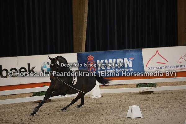 587 (Vitalis x Sir Donnerhall) (1)