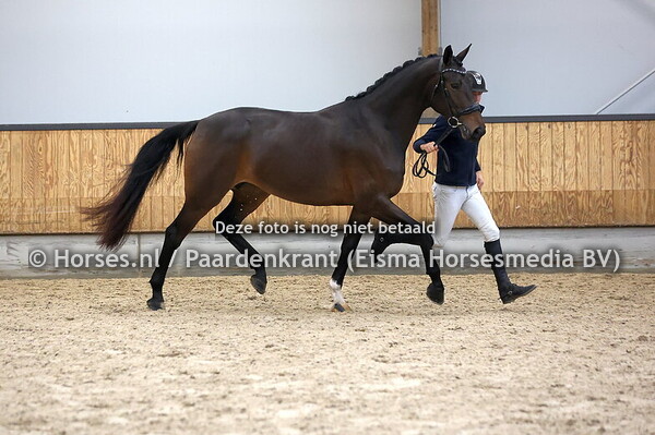 45 Raaya (Desperado x My Lady v. Glock's Toto jr)