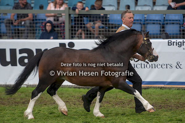 Senior Stallions Section A