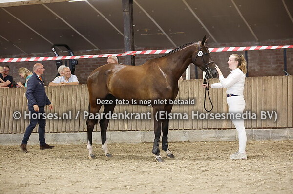 35 Rmira S (Condios CC x Damira v.Tolan)