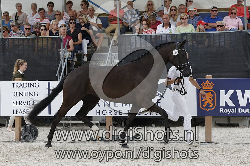 Punette v. Desperado