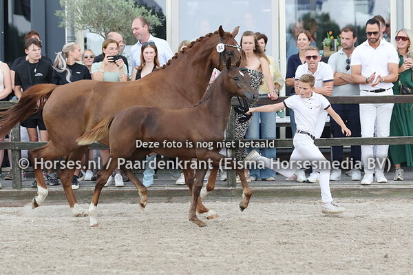 84 Very Happy (Pjethro x Rotterdam v. Le Formidable)