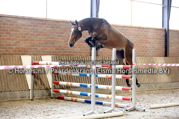 30 Scotty O'Rissa (Landino VDL x Dorissa v. Cardento)