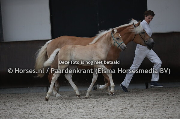 11 Ward van t Kemken (Wales x Jesmee van de Edelweis)