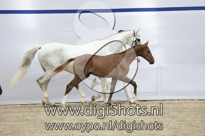 Vittorio W v. Comthago