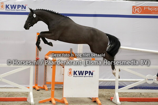 166 Rocky (Donthargos x LA v. Freeman)