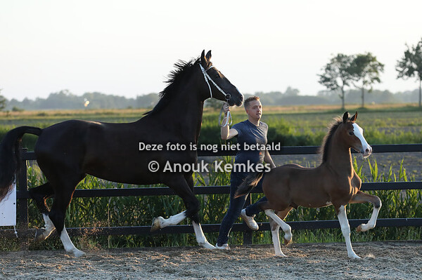 Uniek HM ( Olympus HM x Delviro ) 