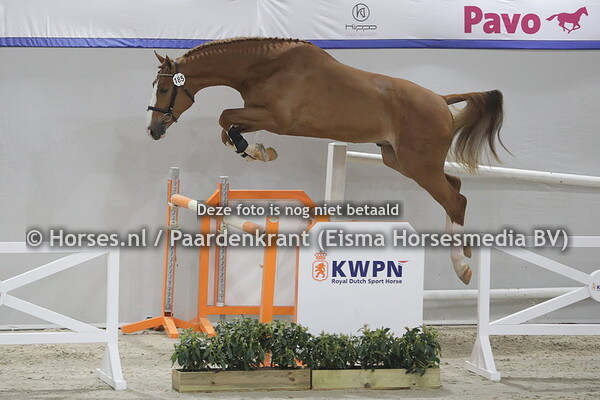 185 Sniper van D'Hemelse Breedte (Untouchable x Jess-Belle v. Ogano Sitte)