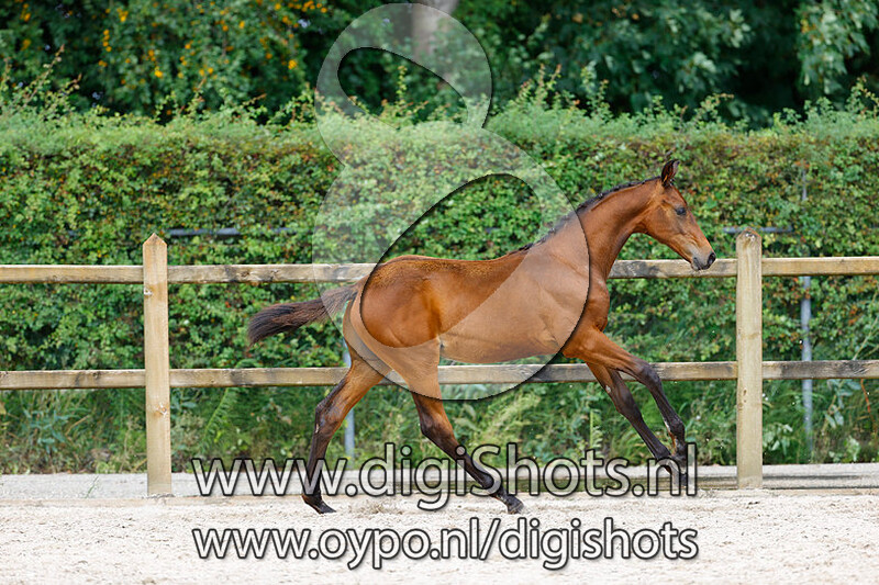 Ralph Lauren v. McLaren