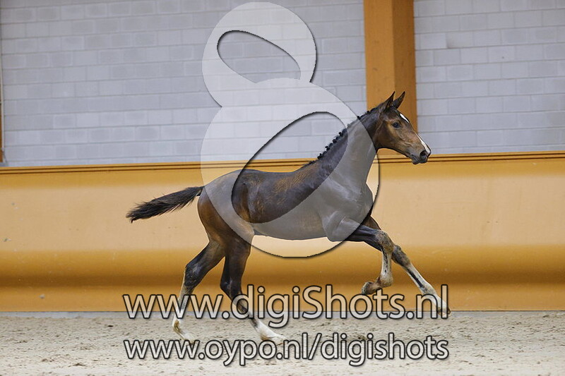 Pellegrino HV v. Harley VDL