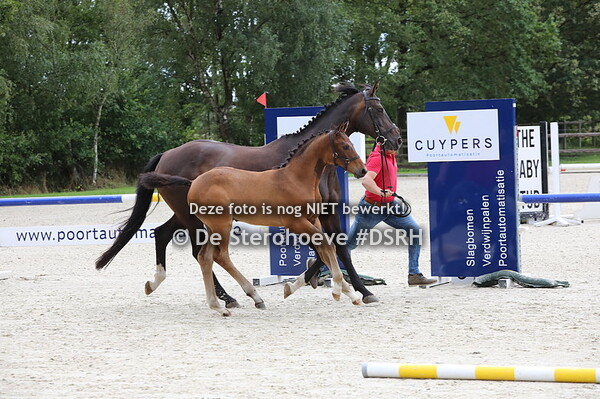 dressuurveulens mannelijk
