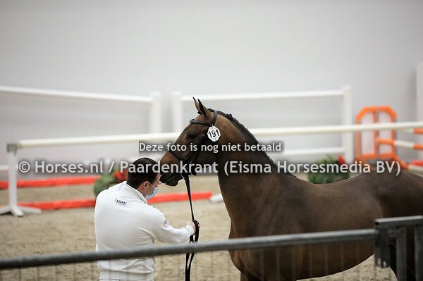 191 Un Heros d'Urano Gouden Bit Z (Urano de Cartigny x Coco Chanelle v. Chacco Blue)
