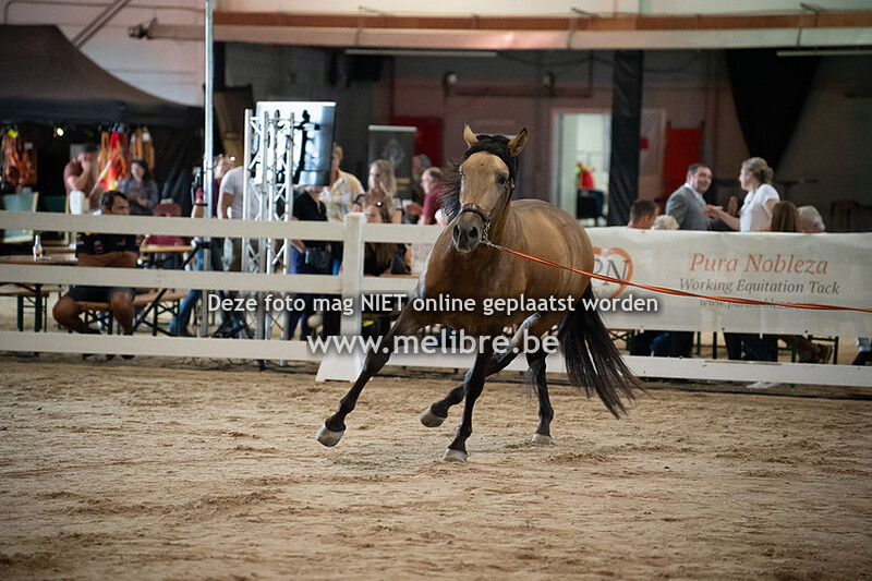 Seccion 6 Potros 3 anos