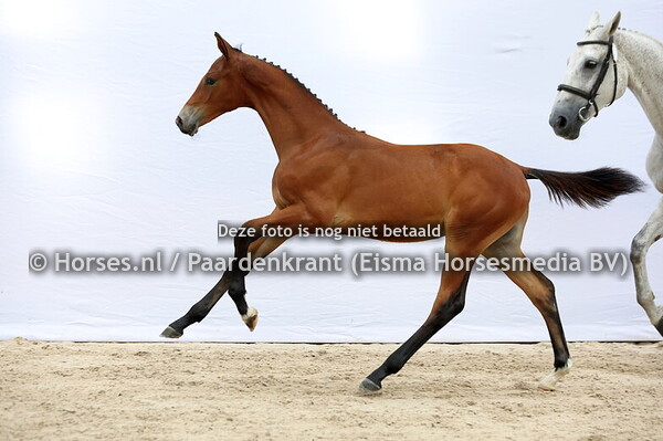 3 Vancantos (Cantos x Gold Coast v. Vingino)