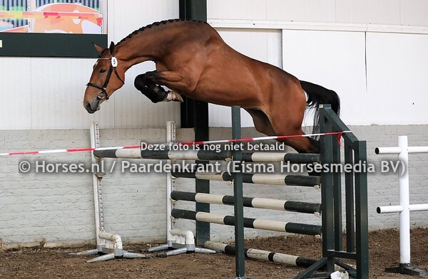 15-06-2021 Stamboekkeuring KWPN Enter