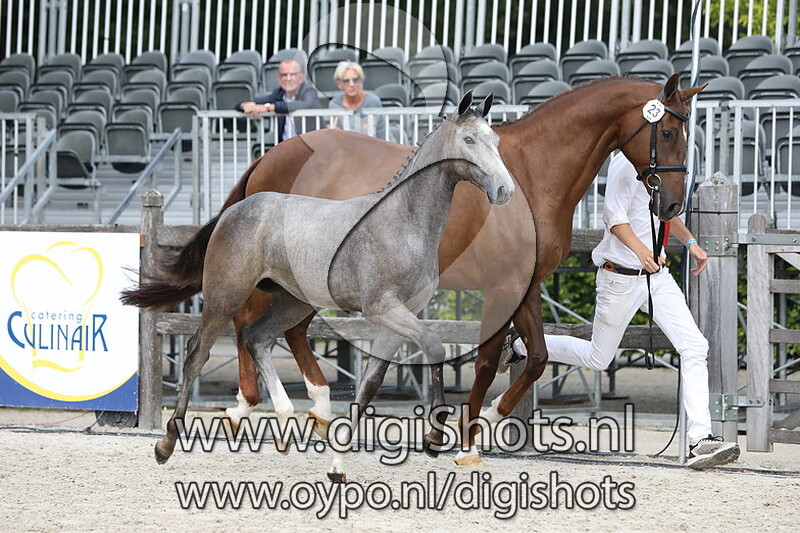 023 Robinetta Angel VDL v. Cardento