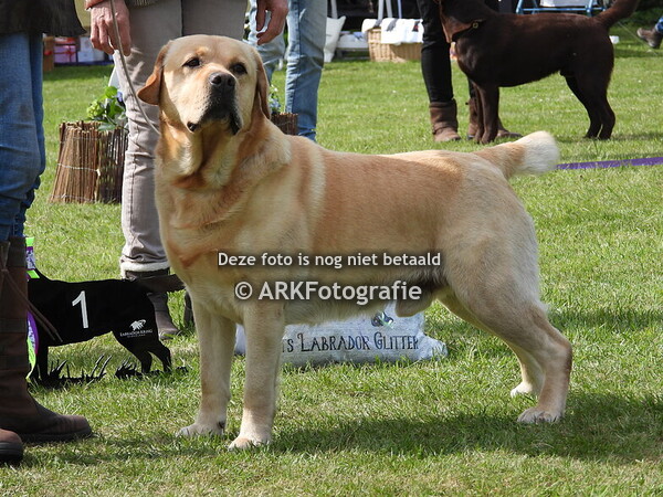 Labrador Kring Nederland Paasclubshow Markelo 2025