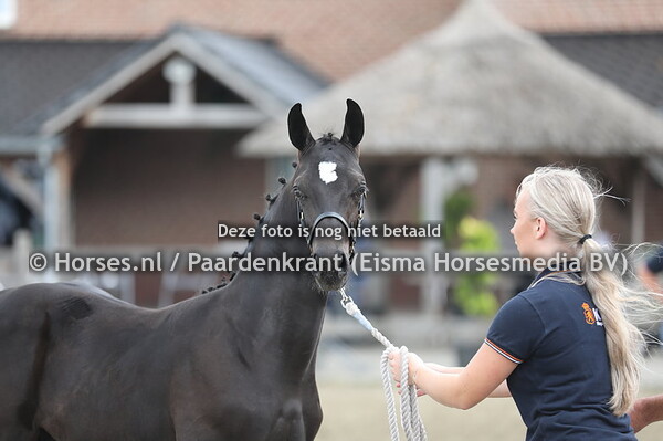 12-07-2023 CK Overijssel KWPN