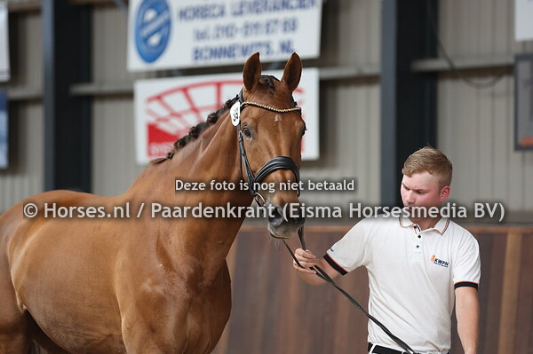 59 Kadance TCE (Dream Boy x Nevina v. Wellington)