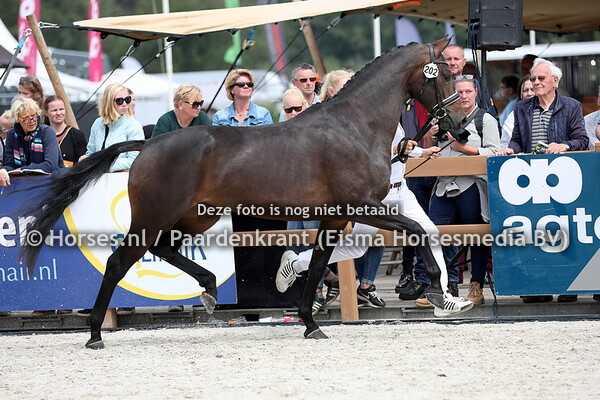 202 La Reina (Glamourdale x Black Lady v. Dutch Dormello)