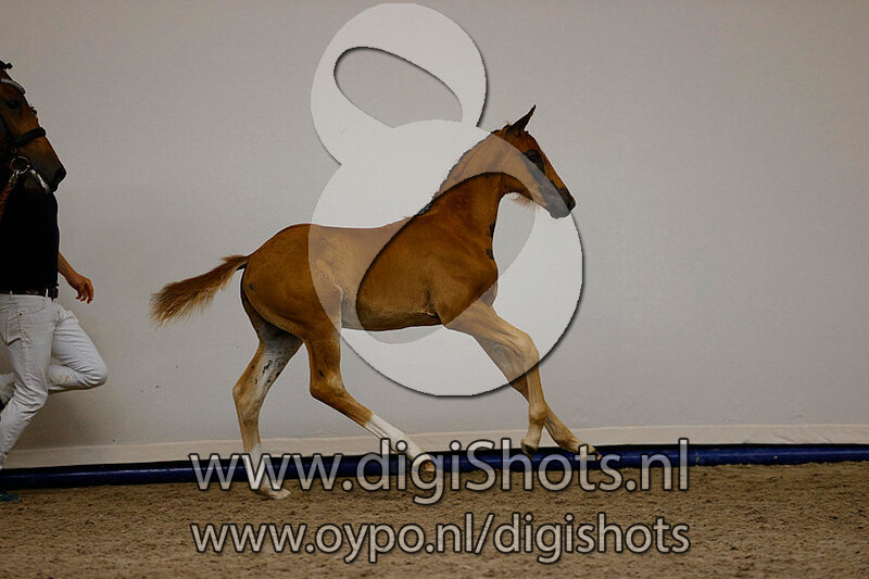 Glocks Toto Jr x Wynton