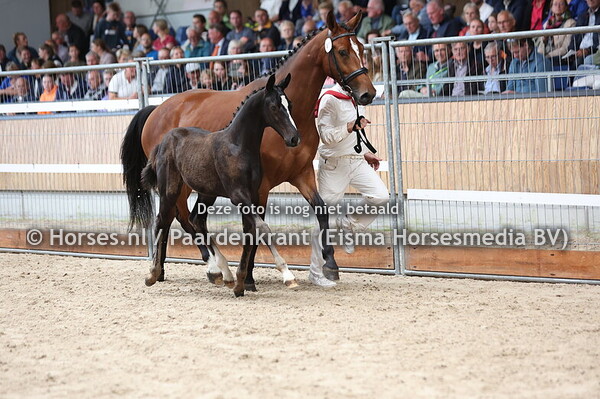 11 Victor (New Pleasure x Petrianne v. Grand Slam)