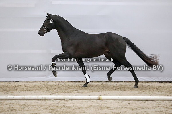 30-11-22 KWPN 1e bez dressuur