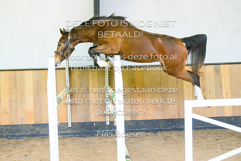 Paard_19