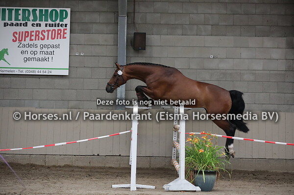 12 Ekarla (Up to Date x Nykarla v. Wolfgang)