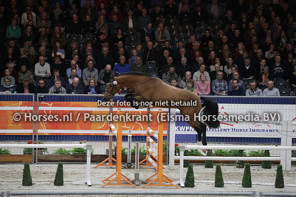 135 Martino (Harley VDL x Verdi x Indoctro)