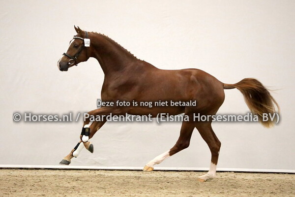 333 Neihmar (Dark Pleasure x Inca v. Apache) (1)