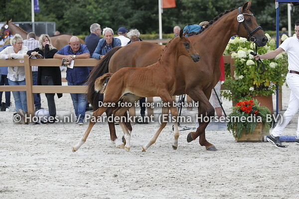 Glock's Taminiau nafok