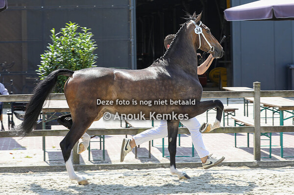 Roline S ( Fantijn x Eebert )